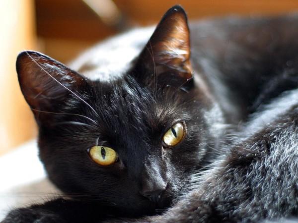 A close up photo of a black cat with long whiskers staring intensely past the photographer.