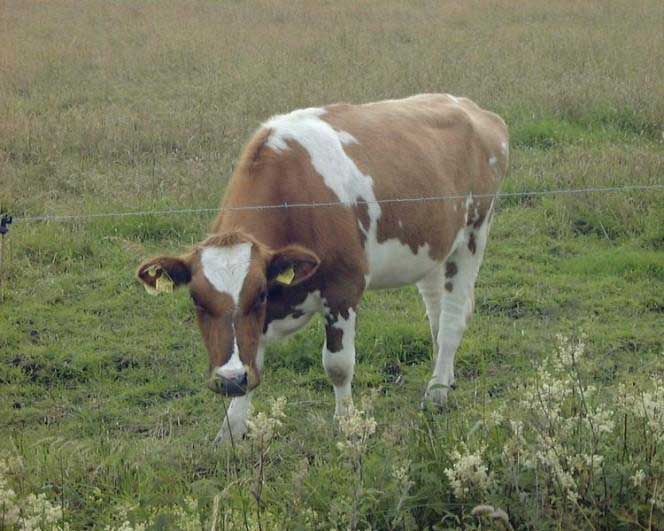 A photo of a cow as it looks through a fence to the next paddock of grass.