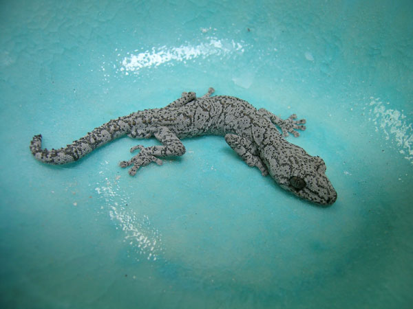 This photo shows a gecko with unique markings and special toes which allow it to be a good climber.