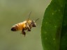 Bee in flight