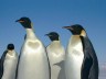 emperor penguins