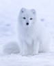 arctic fox