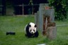 giant panda