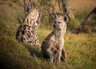 spotted hyena