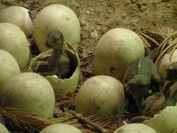 This picture shows the reconstruction of a Maiasaura nest. Maiasaura was a large duck billed dinosaur that lived in the late Cretaceous Period (around 74 million years ago). After the discovery of fossilized egg shells and babies too young to be hatchlings it is believed that Maiasaura lived in herds and raised their young in nested colonies. The name Maiasaura means 'caring mother lizard'. This photo was taken at the Natural History Museum in London.