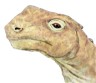 Abrosaurus picture