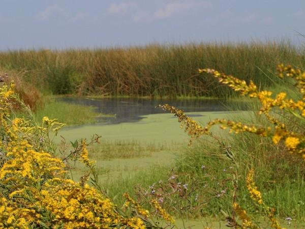 This photo shows a typical looking swamp with dirty water surrounded by various plants and vegetation.