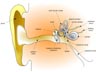 Human ear diagram