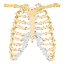 rib cage