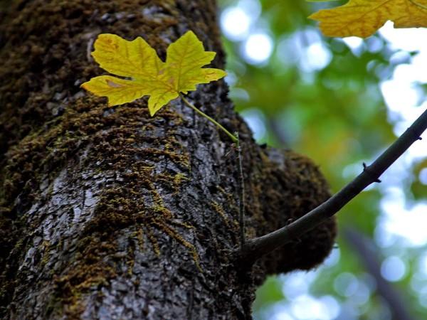 An undershot angled photo looking up the trunk of an oak tree with a small twig and leaf growing off the side of a branch.