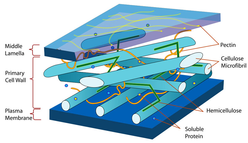 Learn more about the structure of plants with this plant cell wall diagram. The diagram lists the pectin, cellulose microfibril, middle lamella, plasma membrane, hemicellulose and more.