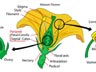 Flower parts diagram