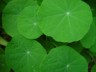 nasturtium leaves